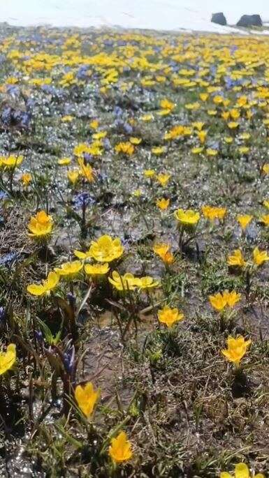 Konya’da doğa canlandı, kartpostallık bahar manzaraları çıktı 11